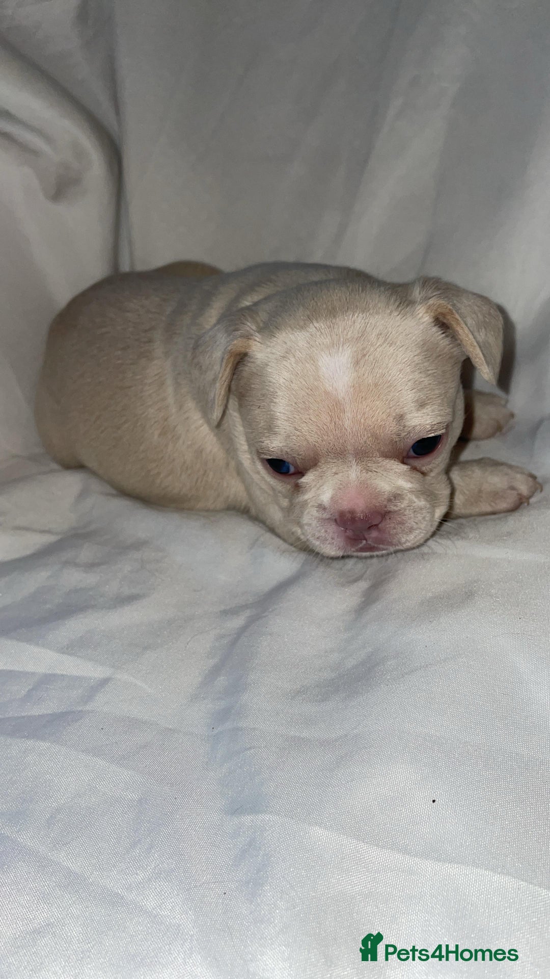 French Bulldog dogs for sale:  French Bulldog Puppies – Beautiful, Rare Colours - Image 1