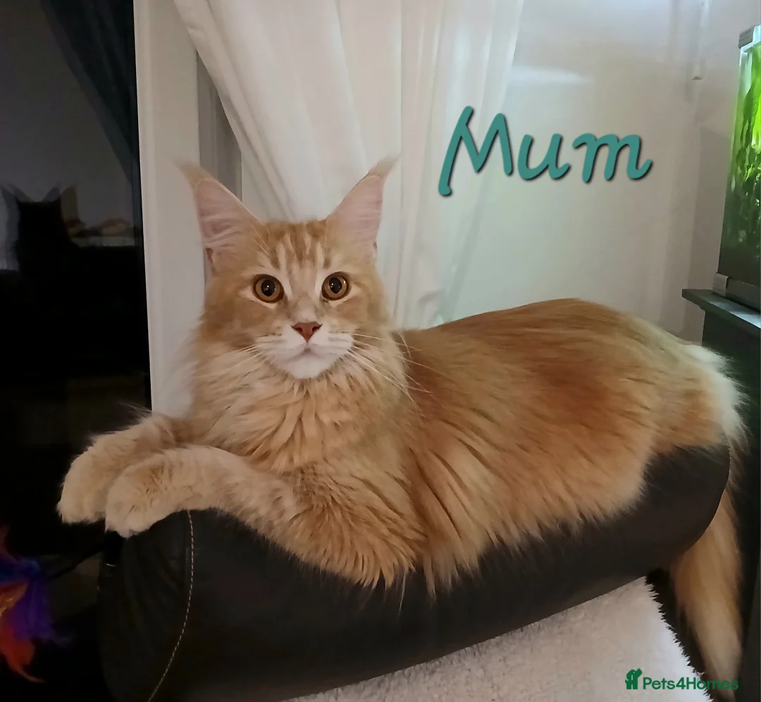 Maine Coon cats for sale: Sweet and Beautiful Pure Breed Maine Coon Kittens - Advert 21