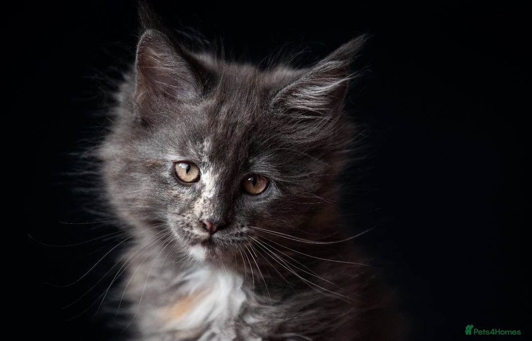 Maine Coon cats for sale: Pedigree Maine Coon Kittens (TICA) - Image 31