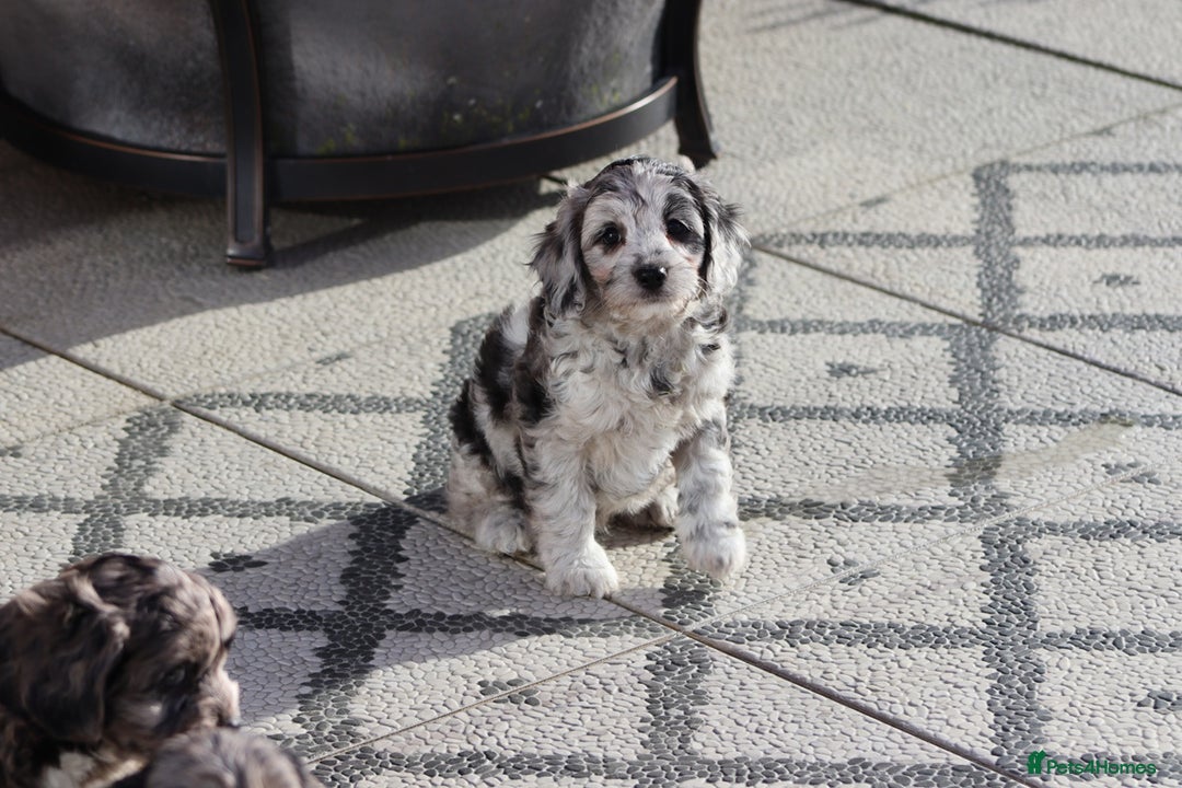 Cavapoo dogs for sale: F1 Cavapoo puppies for sale - Image 11