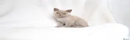 British Shorthair cats for sale: Champagne Lilac/Fawn British Shorthair Kittens 💜 - Advert 9