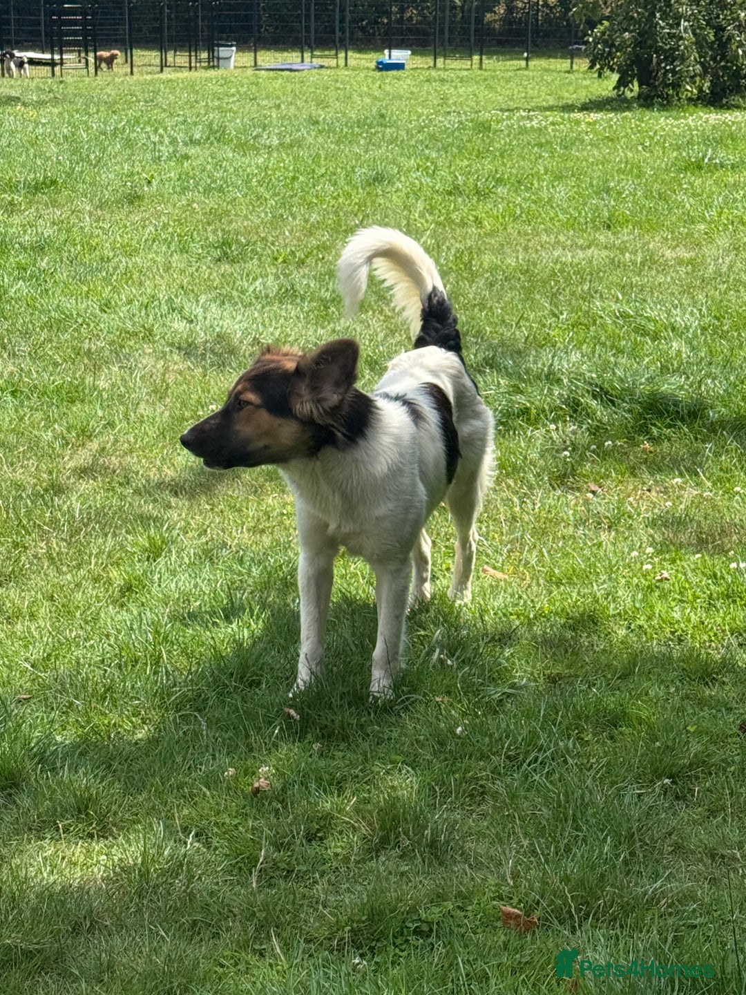 Border Collie dogs for adoption: Gwenny’s Story: One Hour From Death - Image 7