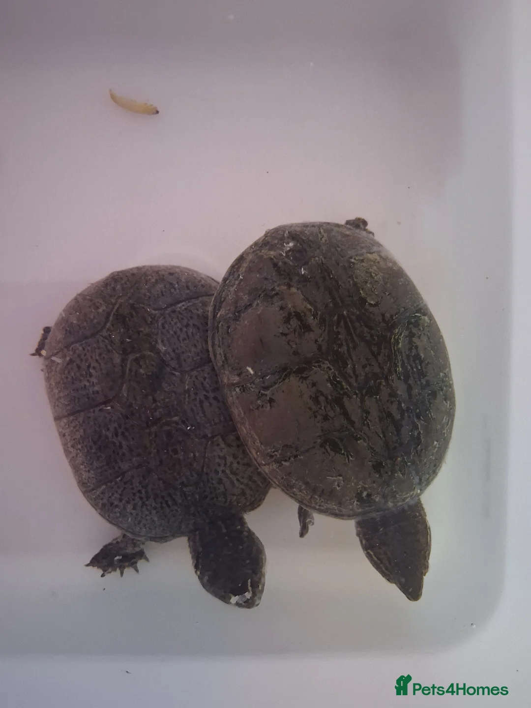Turtle reptiles for sale: Musk baby turtle  in Chichester - Advert 3