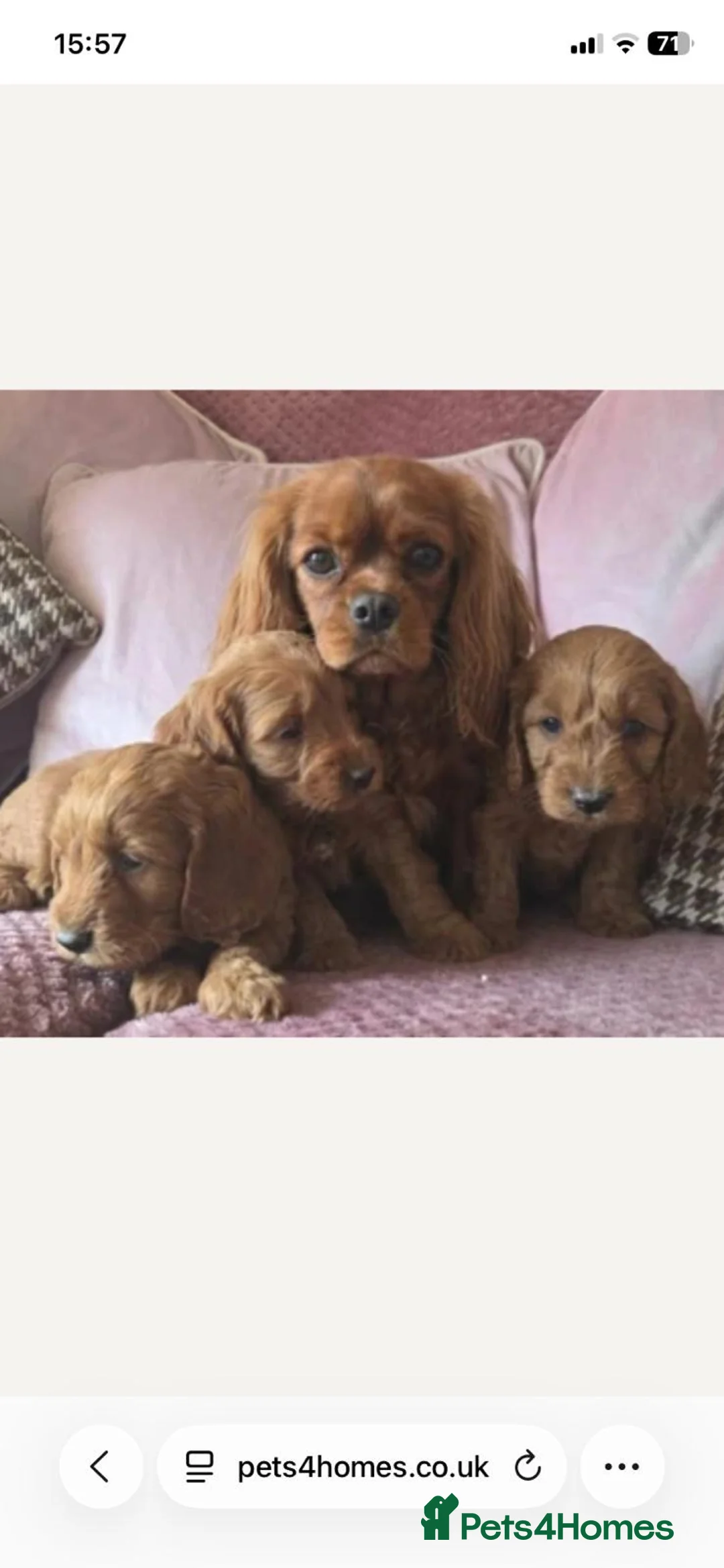 Cavapoo dogs for sale: F1 Cavapoo male  in Tamworth - Advert 9