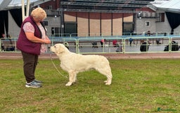 Golden Retriever dogs for stud: At Stud to Approved Bitches - Image 7