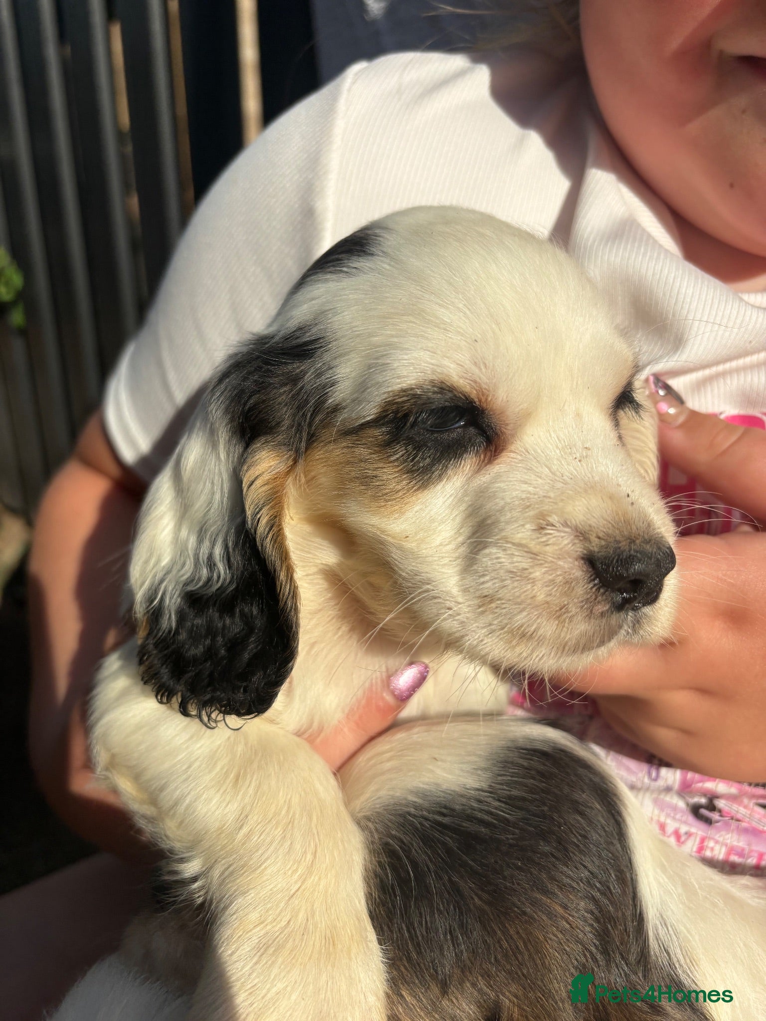 Cocker Spaniel dogs Working cocker spaniel puppies  - Advert 8