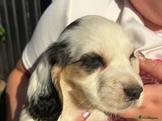Cocker Spaniel dogs Working cocker spaniel puppies - Advert 1