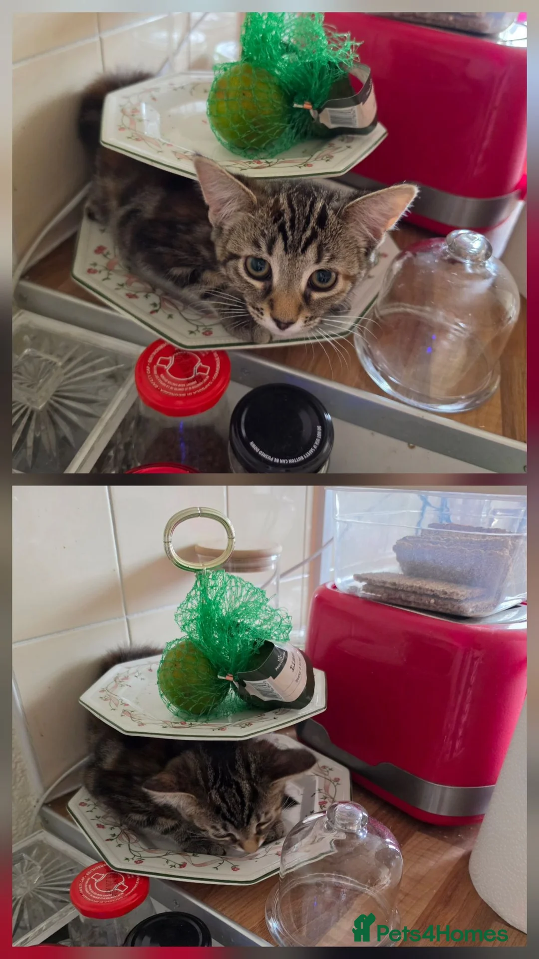 Mixed Breed cats for sale: Miss Aria in Wednesbury - Advert 4