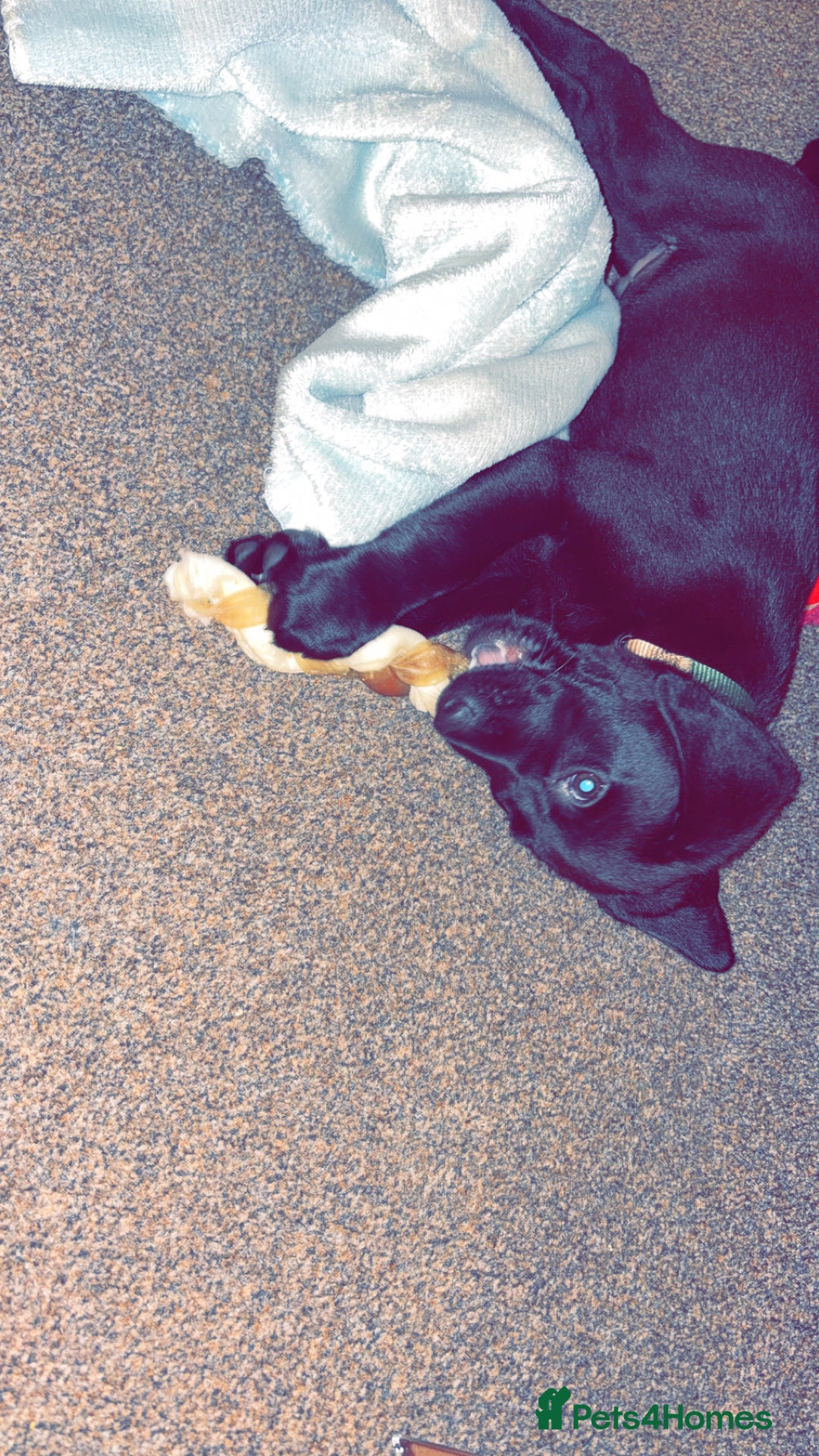 Labrador Retriever dogs for sale: 14 week old lab  - Image 4