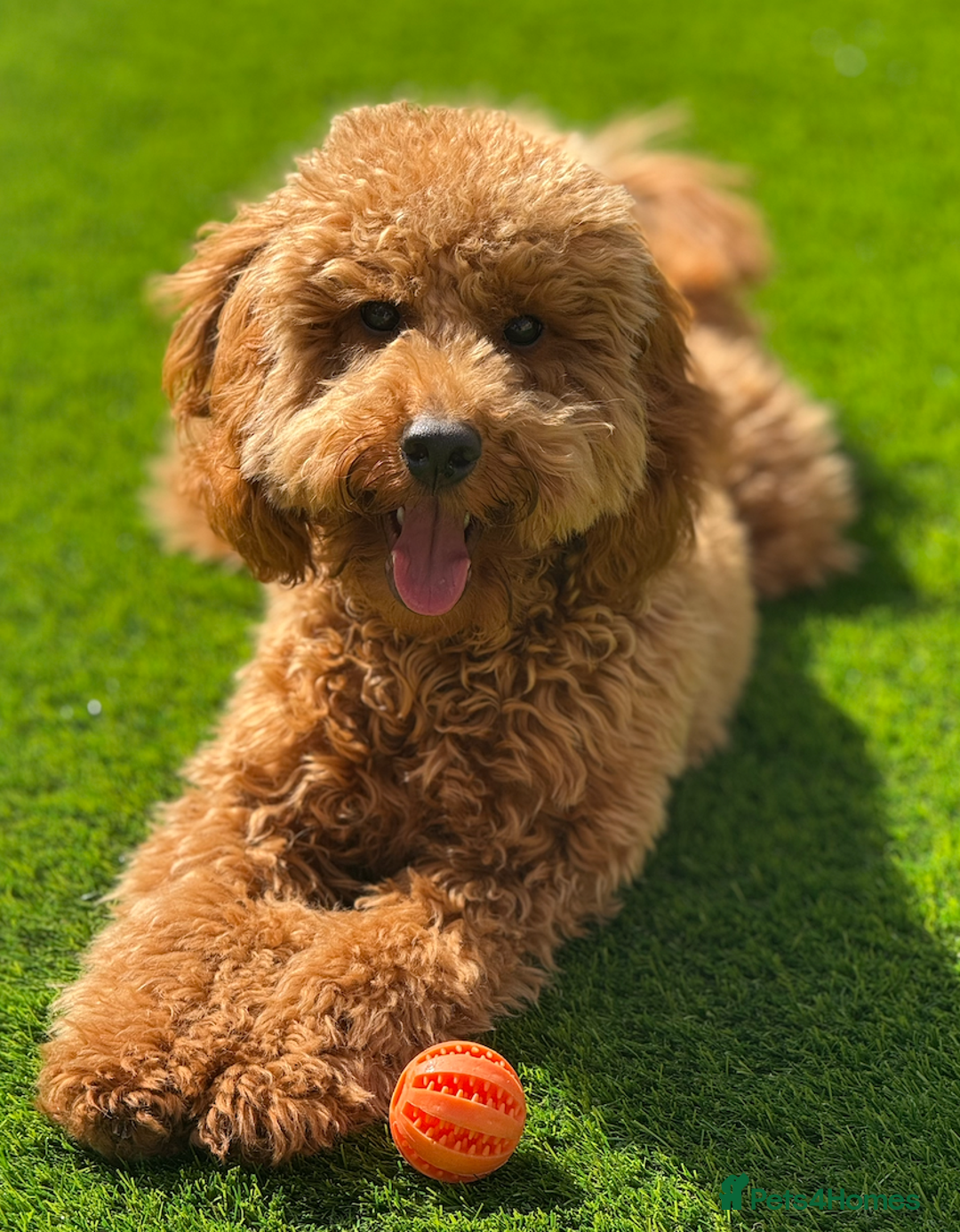 Miniature Poodle dogs for sale: Loving Miniature Poodle - Advert 2