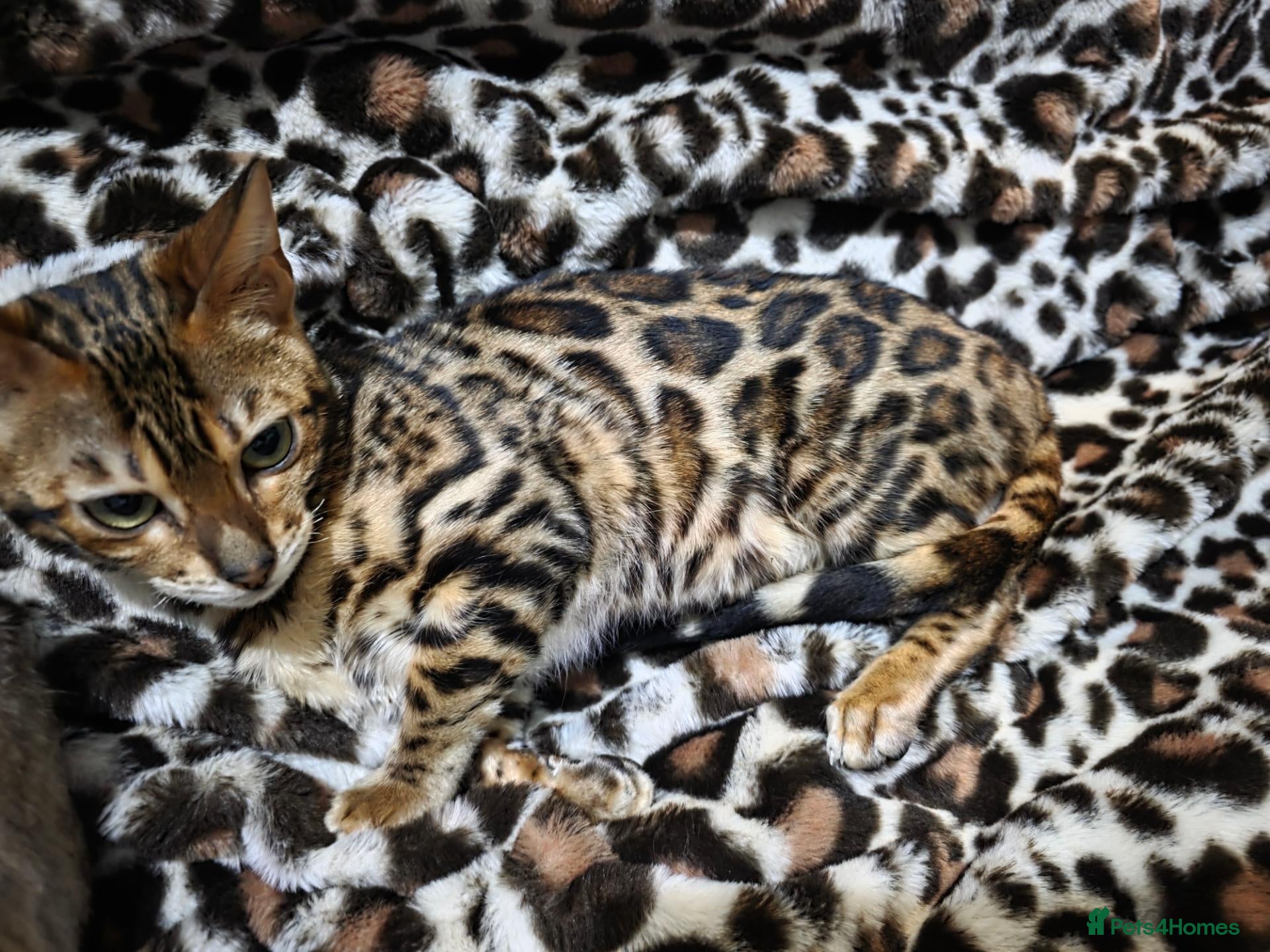 Bengal cats Pedigree brown and blue rosetted bengals - Advert 19