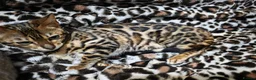 Bengal cats for sale: Pedigree brown and blue rosetted bengals - Advert 4