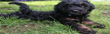 Bernedoodle 1