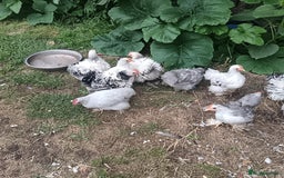 Chickens poultry for sale: £25 each for a fancy chicks - Image 15