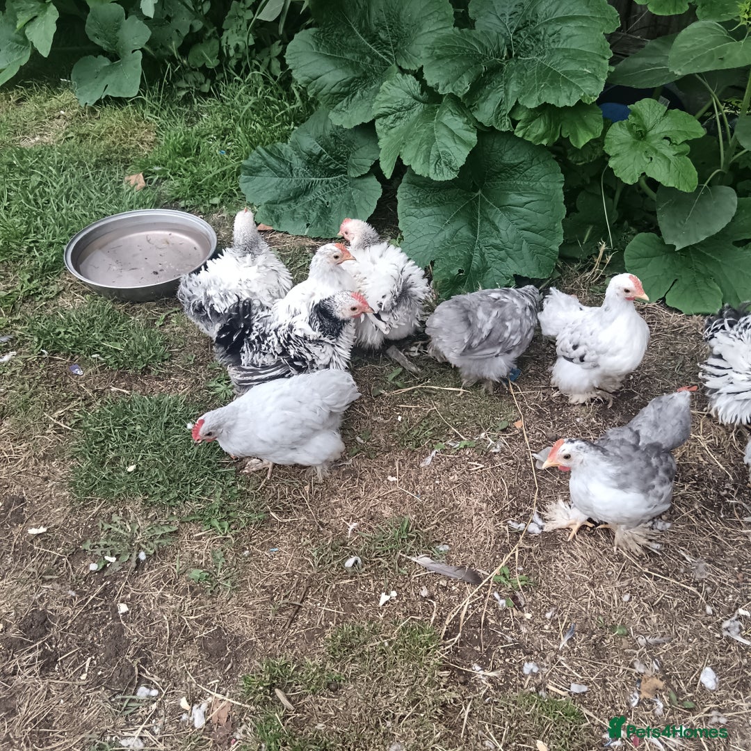 Chickens poultry for sale: £25 each for a fancy chicks - Image 15