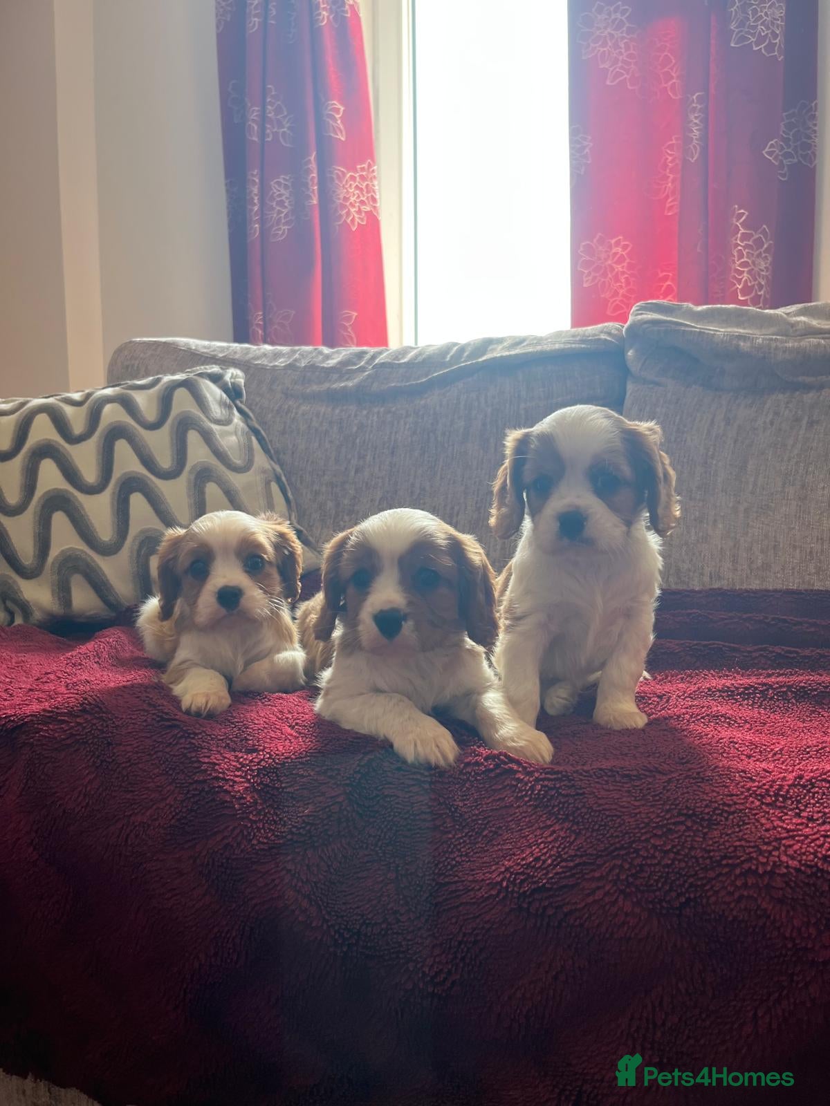 Cavalier King Charles Spaniel dogs Blenheim boys available  - Advert 1
