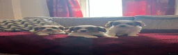 Cavalier King Charles Spaniel dogs for sale: Blenheim boys available  - Advert 1