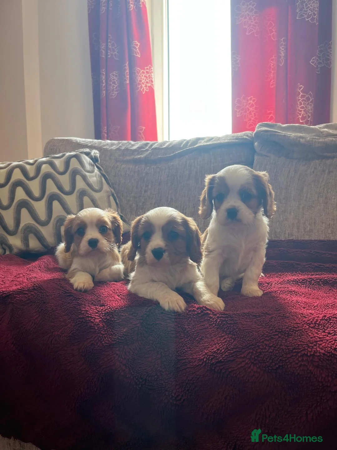 Cavalier King Charles Spaniel dogs for sale: Blenheim boys available  - Advert 1
