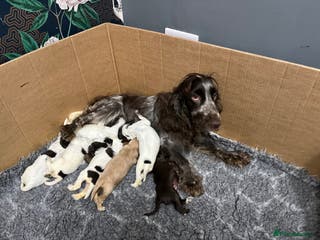 Cocker Spaniel dogs KC REG SHOW COCKER SPANIEL PUPS - Advert 6