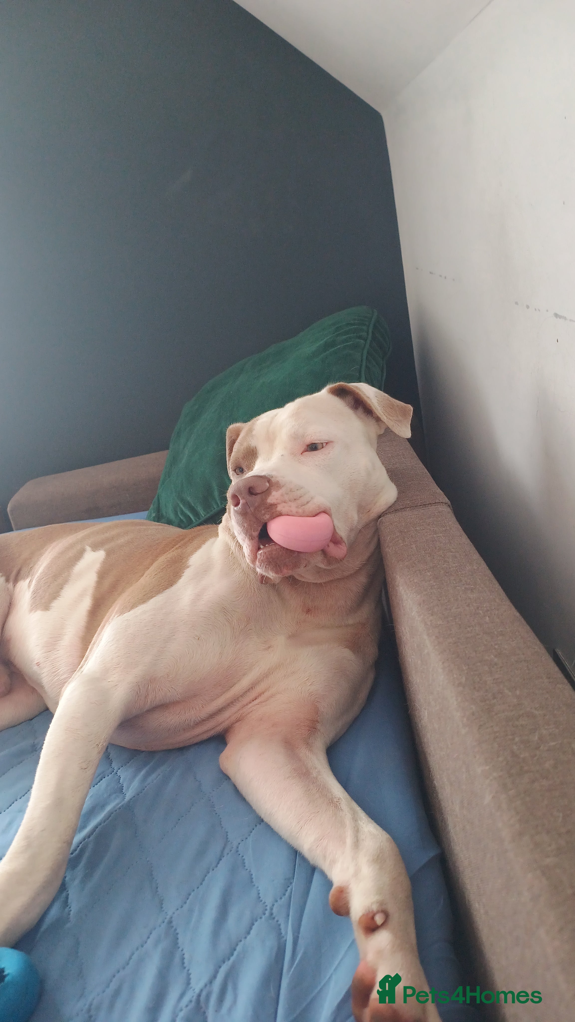 American Bulldog dogs Urgent!! Free for a loving home! American Bulldog  - Advert 8