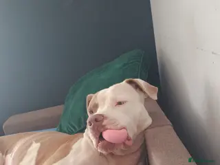 American Bulldog dogs Urgent!! Free for a loving home! American Bulldog - Advert 8