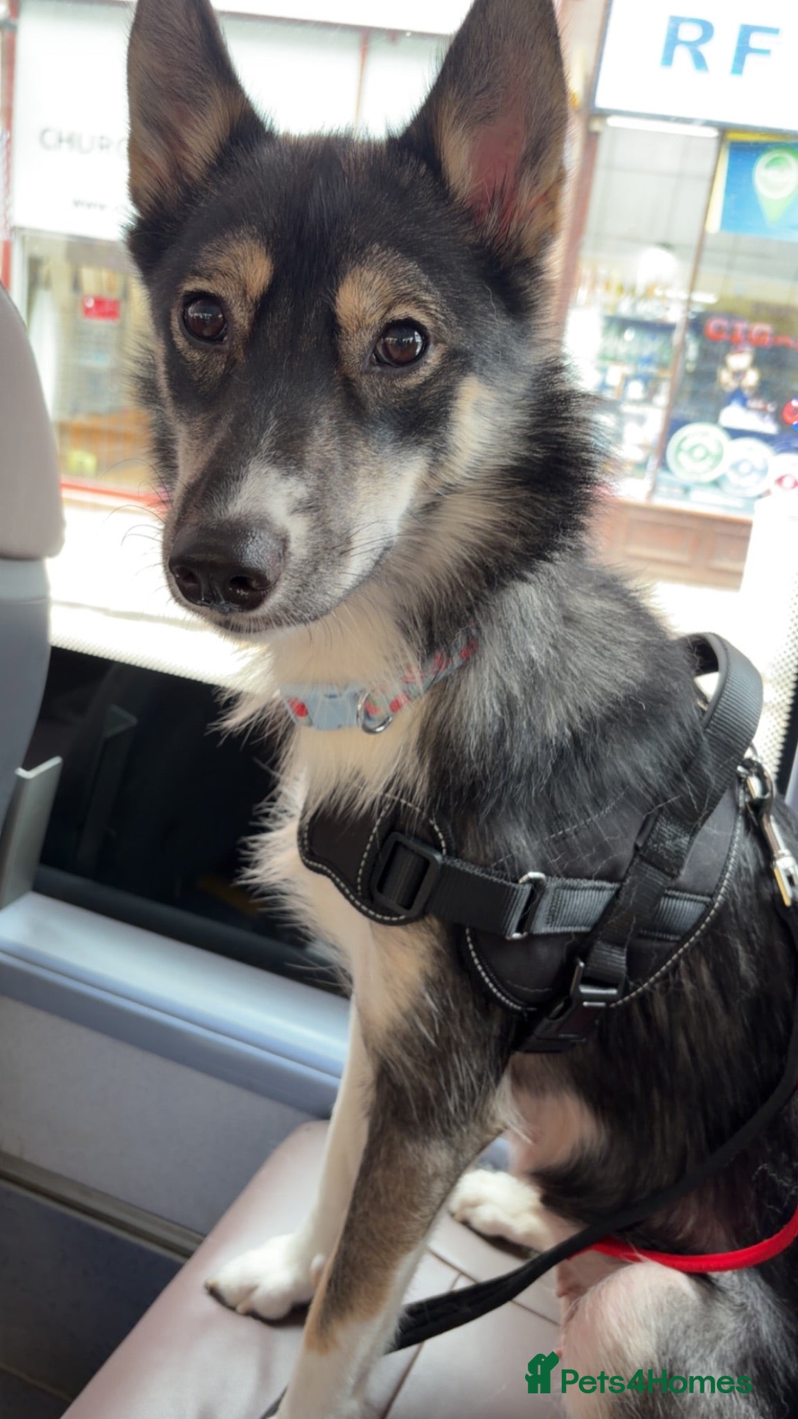 Mixed Breed dogs 14 week husky/staffy puppy  - Advert 1