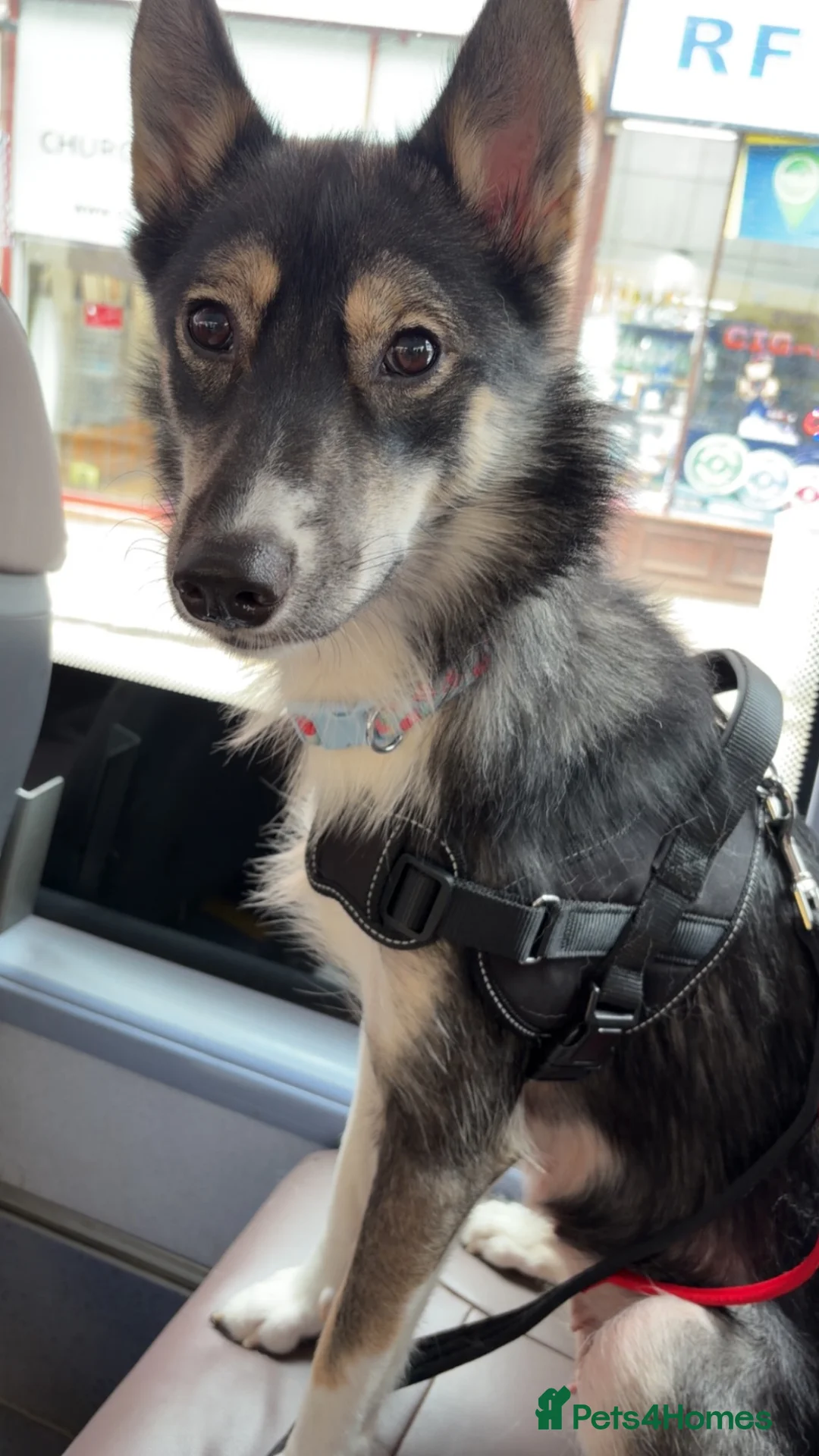 Mixed Breed dogs for sale: 14 week husky/staffy puppy  - Advert 1