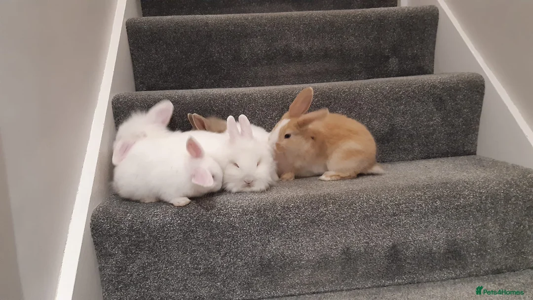 Mixed Breed rabbits for sale: Rabbits, Lion head x Lop eared Baby Bunnies.  in Benfleet - Advert 2