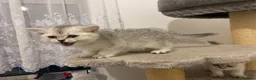 Scottish Fold cats for sale: Adorable Scottish Fold Kittens for Sale  - Advert 24