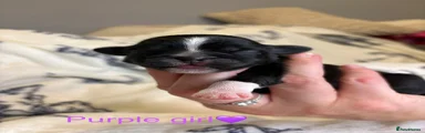 Shih Tzu 3