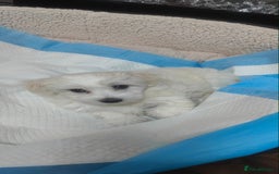 Mixed Breed dogs for sale: Maltese  - Image 2