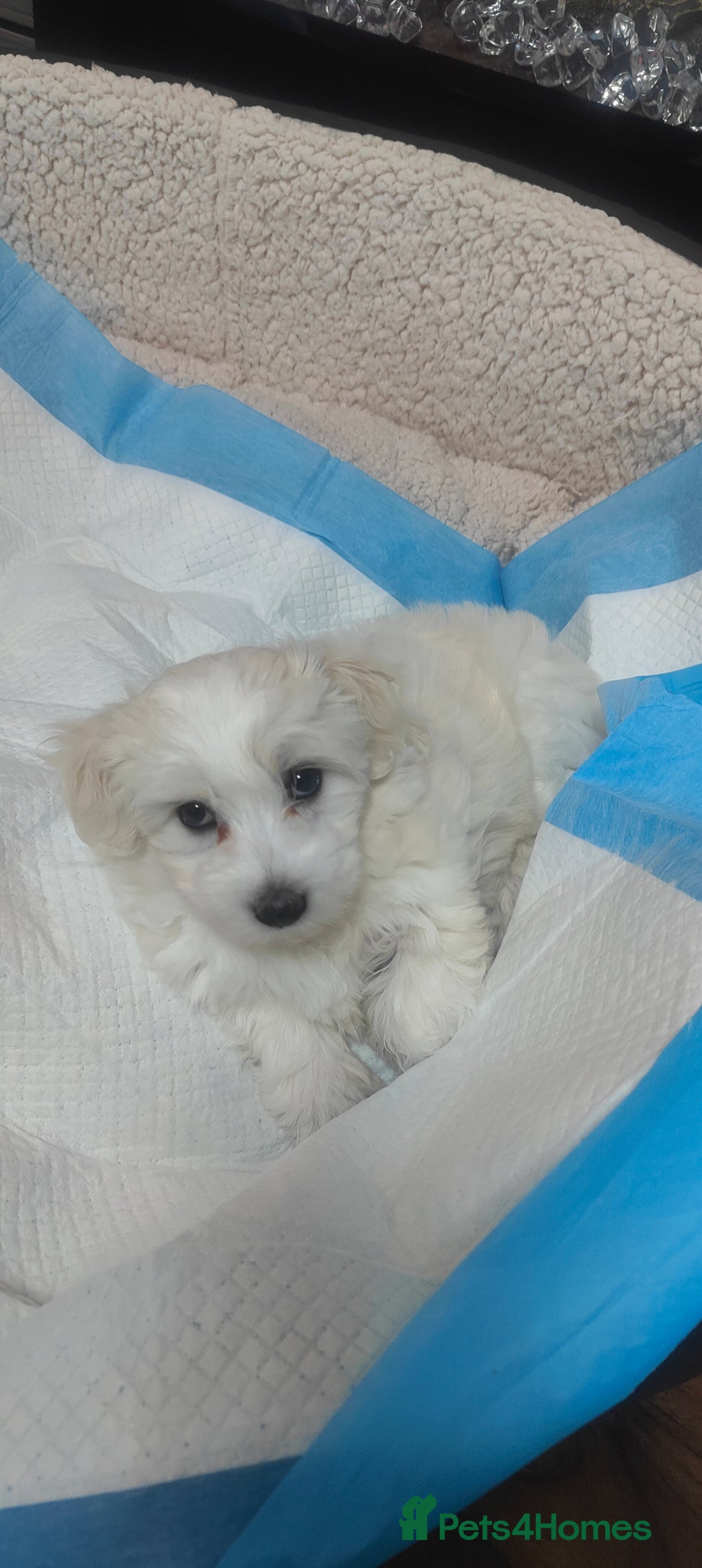 Mixed Breed dogs for sale: Maltese  - Image 2