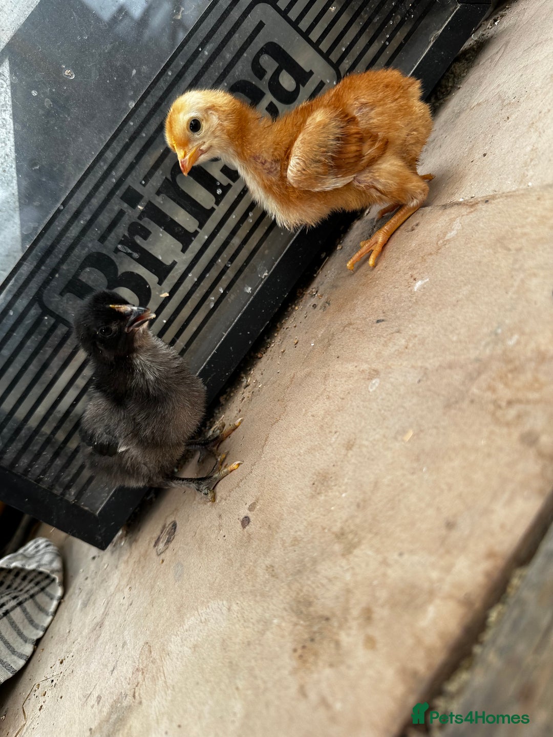 Chickens poultry for sale: PURE BRED CHICKS & DUCKLINGS  - Image 7