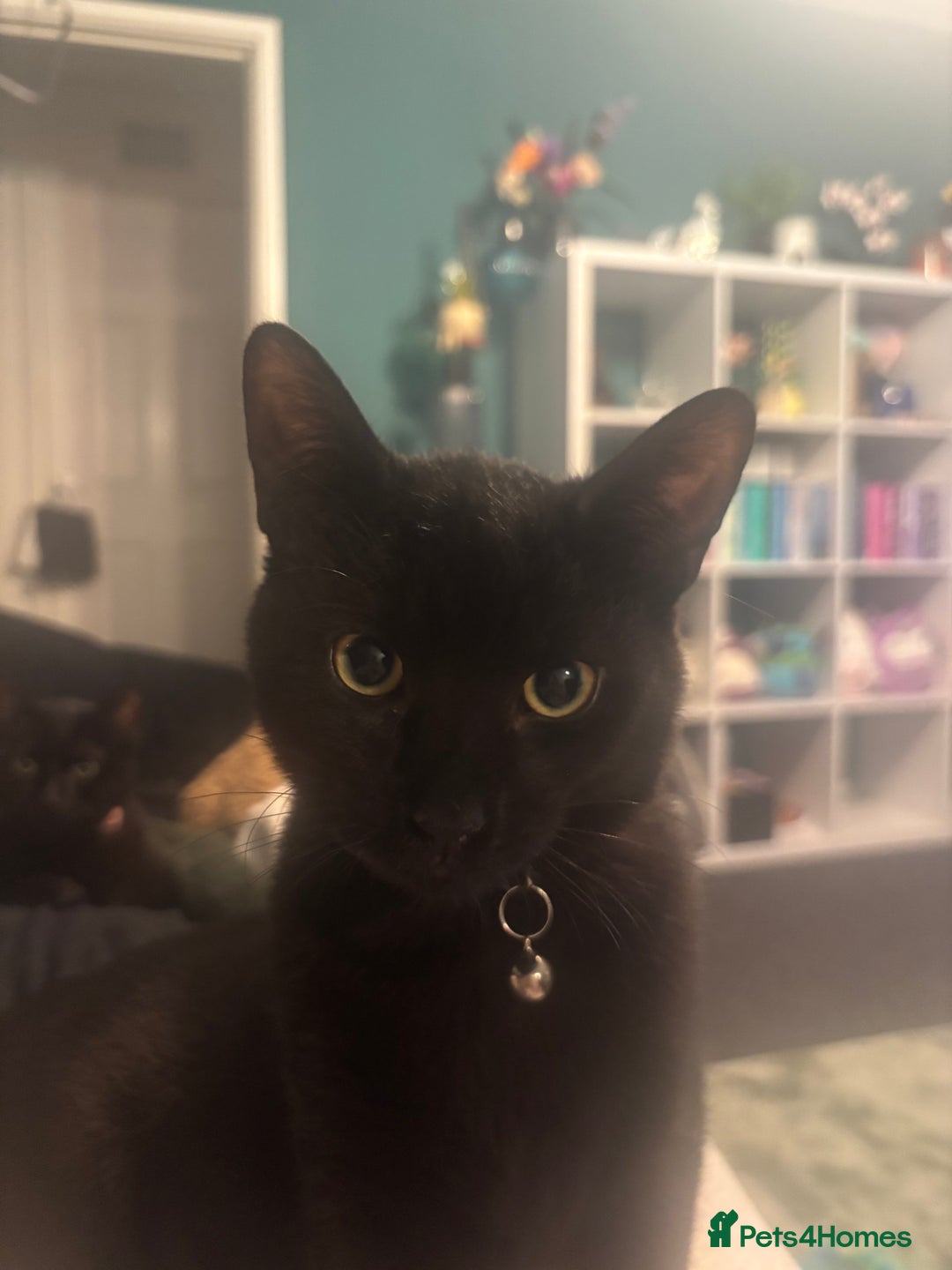 Mixed Breed cats for sale: Paired black cats for rehoming *Must go together* - Image 1