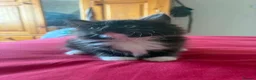 Maine Coon cats for sale: Persian An Maine Coon Cross - Advert 3