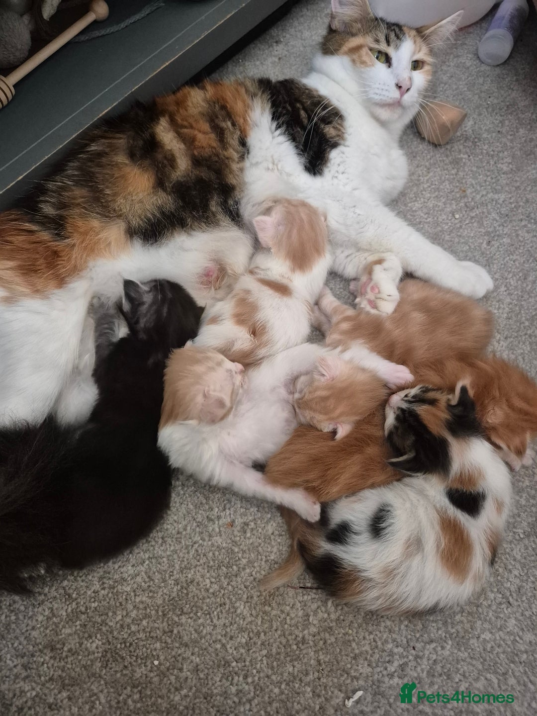 Maine Coon cats for sale: Beautiful Maine Coon Floofs - Image 2