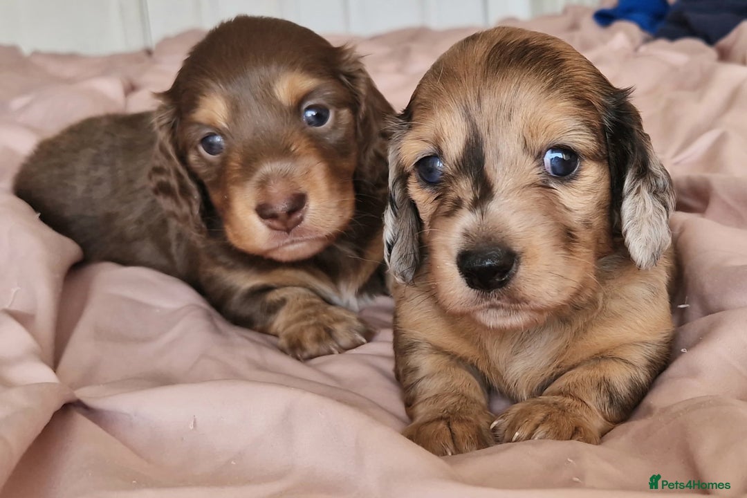 Miniature Dachshund dogs for sale: Long hair minature dachshunds - Image 3