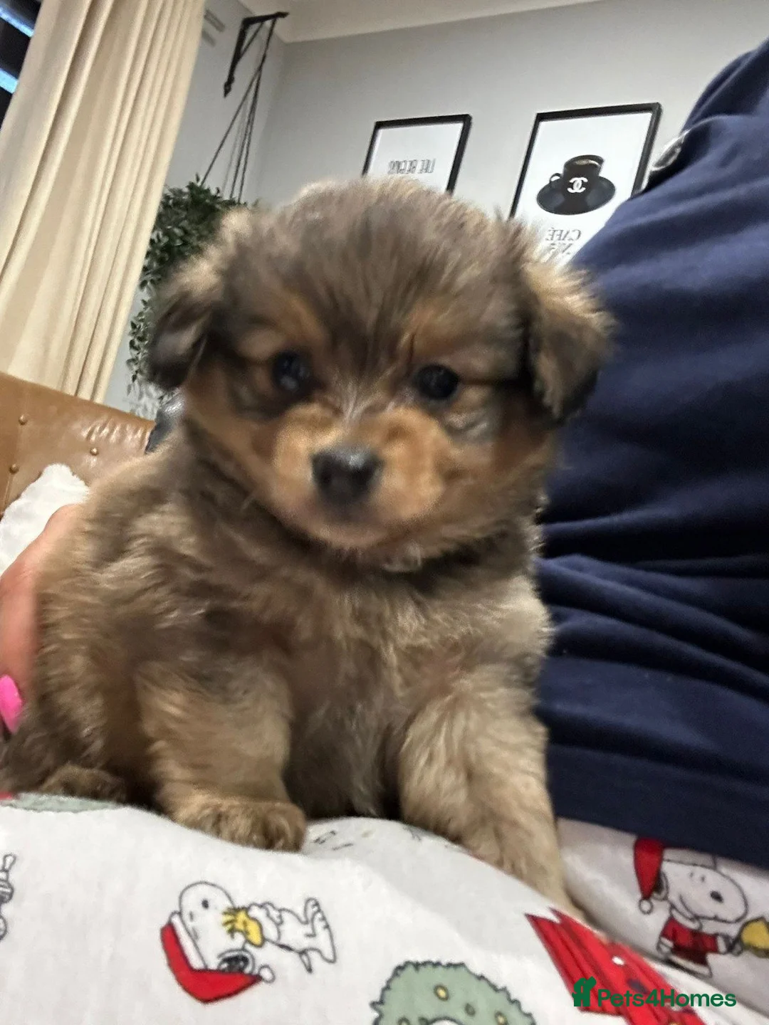 Mixed Breed dogs for sale: Adorable Miniature Dachshund Puppies - Advert 20