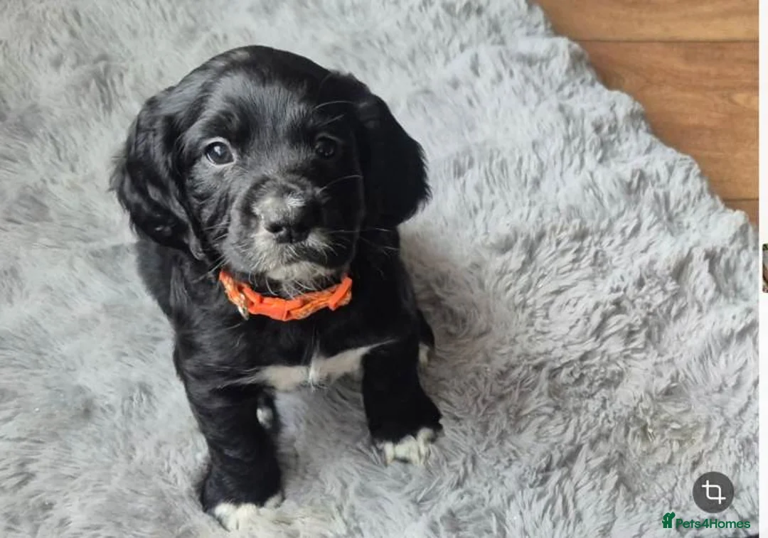 Cocker Spaniel dogs for sale: Home Raised Cocker Spaniel Puppies – 7 in Litter in Birmingham - Advert 9