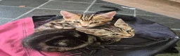 Domestic Shorthair cats for sale: Two male kittens ready to go in Lancaster - Advert 8