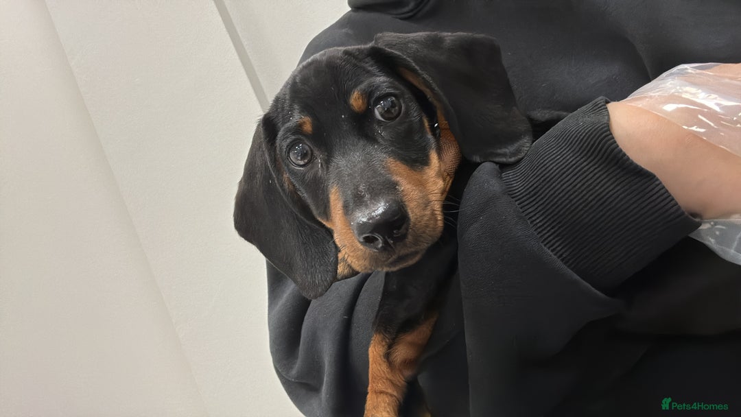 Dachshund dogs for sale: 14 week old male dachshund  - Image 5
