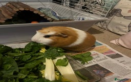 Guinea Pig rodents for sale: 2 guinea pigs - Image 5