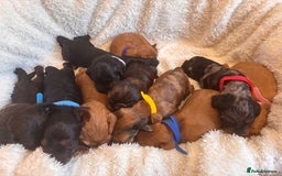 Irish Doodle dogs for sale: 🐾 F1 Beautiful Miniature Irish Doodle Puppies 🐾  - Image 1