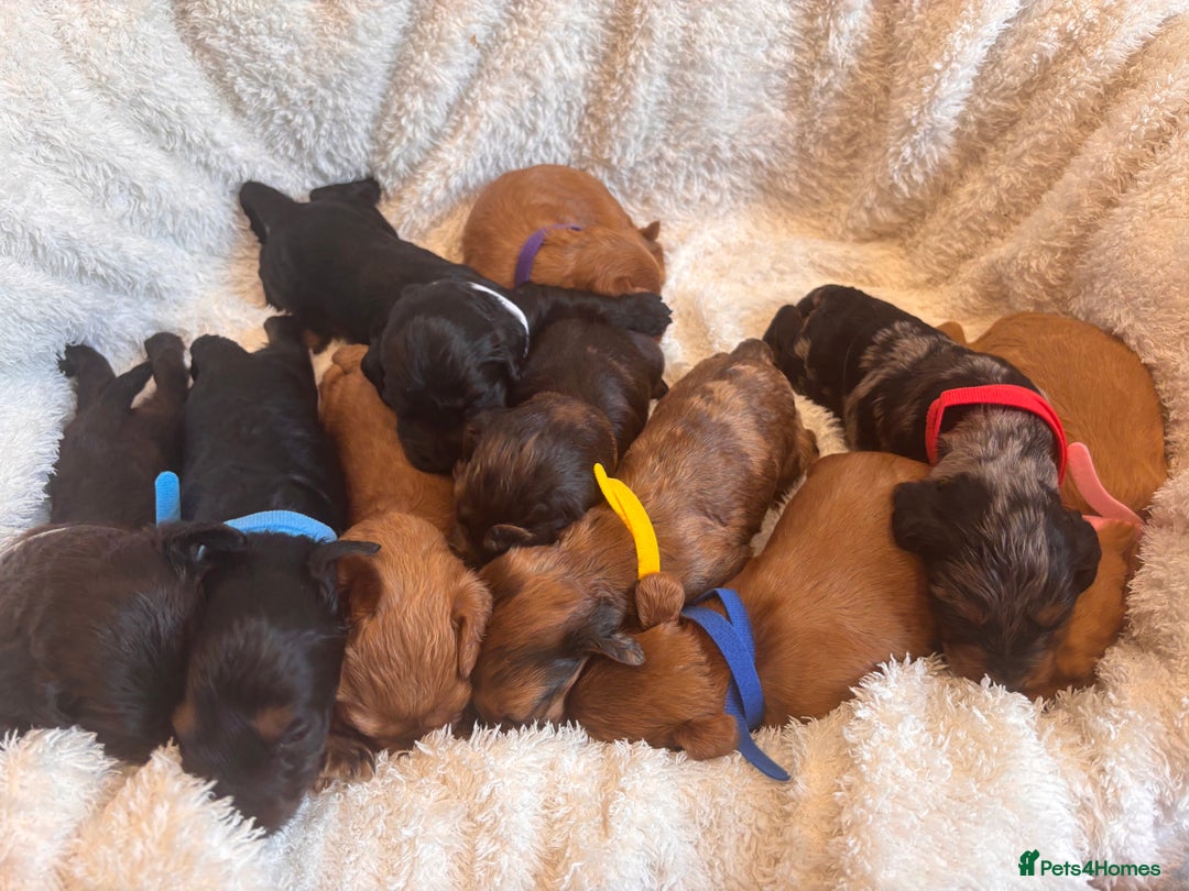 Irish Doodle dogs for sale: 🐾 F1 Beautiful Miniature Irish Doodle Puppies 🐾  - Image 1