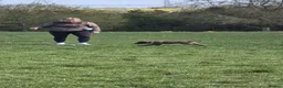 Borador dogs for sale: Collie X Lab - Advert 3