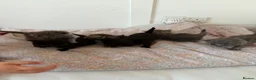 British Shorthair cats for sale: British short hair kittens - Advert 12