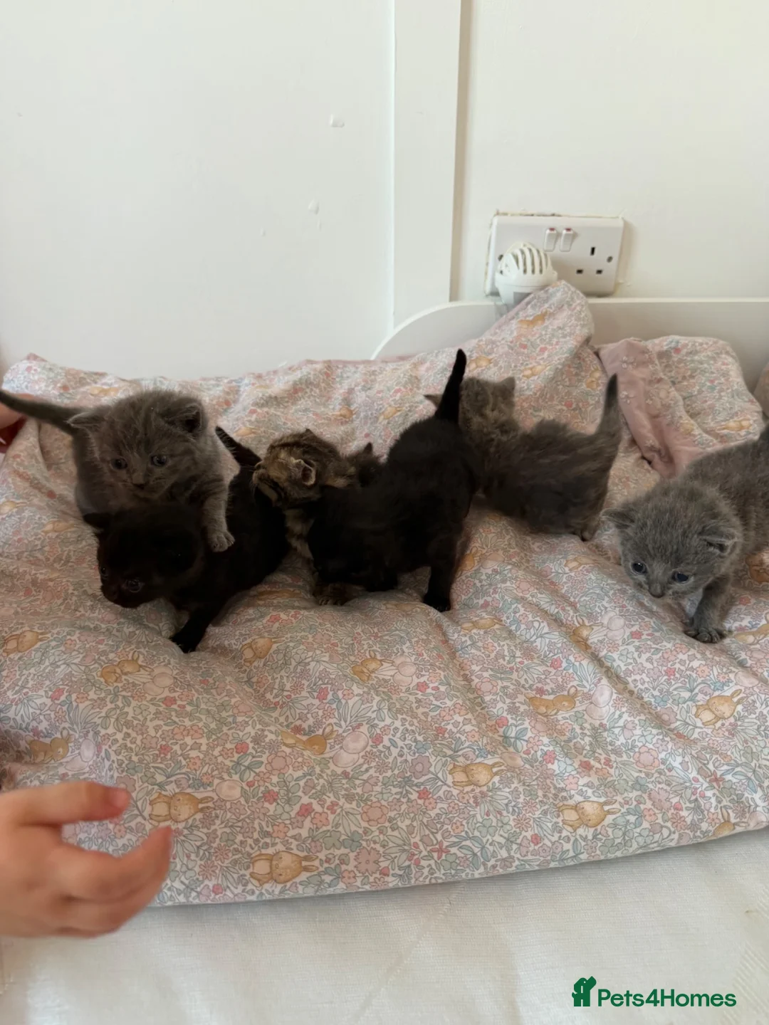 British Shorthair cats for sale: British short hair kittens - Advert 12