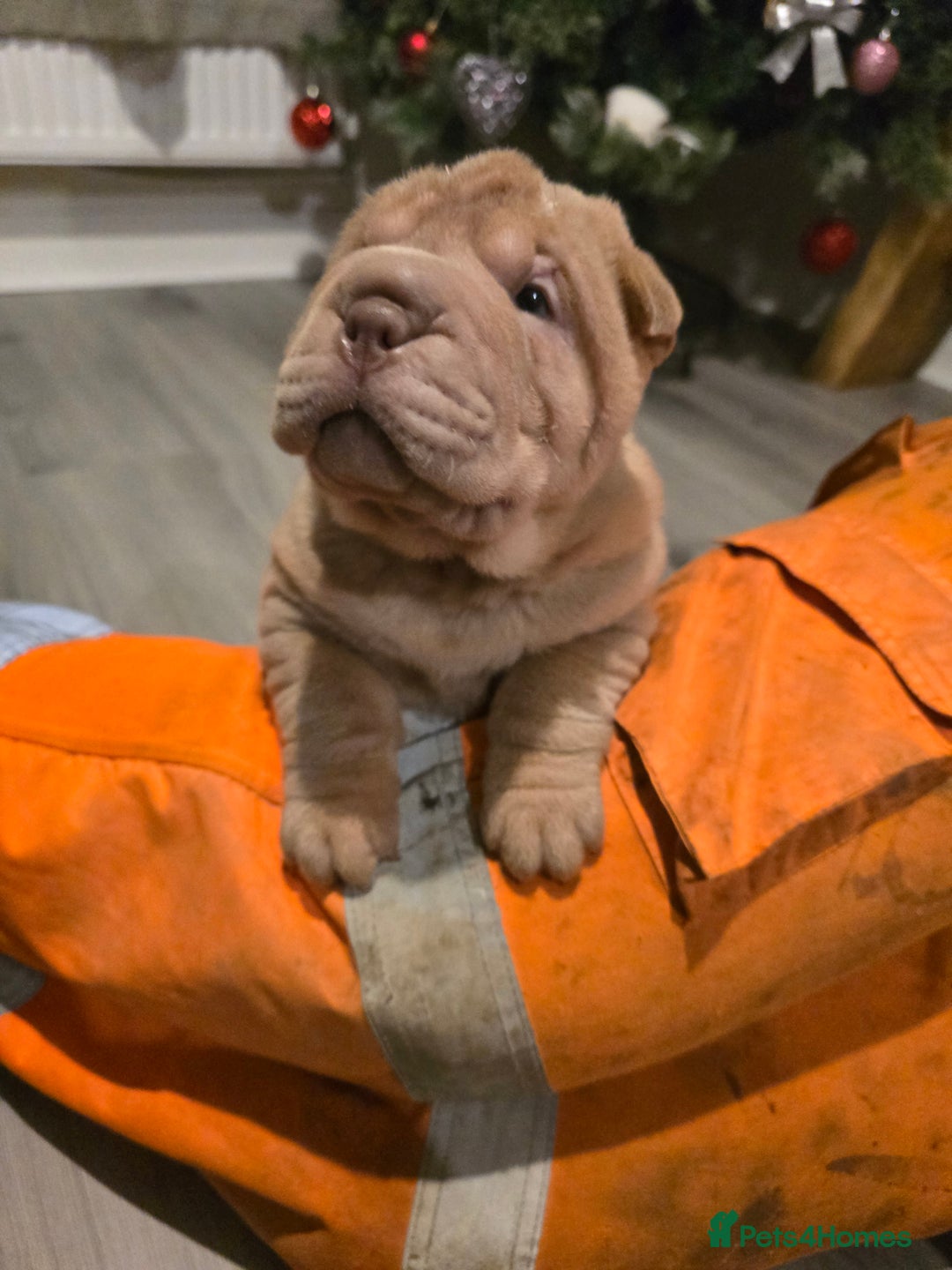 Shar Pei dogs for sale: Beautiful litter of Shar Pei puppies!  - Advert 24