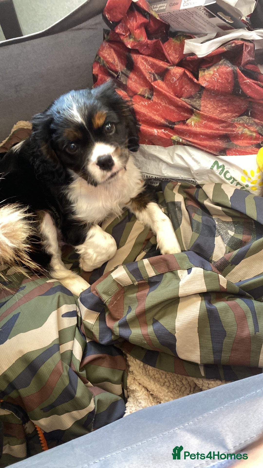 Cava Tzu dogs for sale: Stunning Tricolour Cava Tzu Boy – Cavalier Look - Advert 2