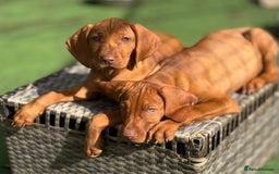 Hungarian Vizsla dogs for sale: Vizslas Devon KC Puppies - Image 20